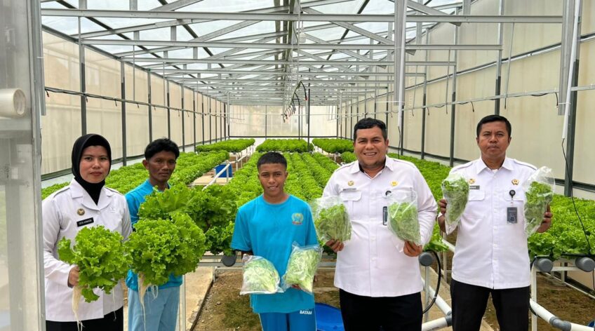 Hidroponik Batam oleh Sello Green Farm