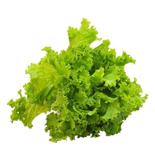 Selada Segar Sello Green Farm